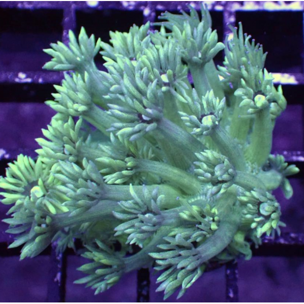 GREEN GONIPORA CORAL